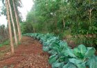Agraer realiza Dia de Campo de Agrofloresta em Campo Grande nesta quinta