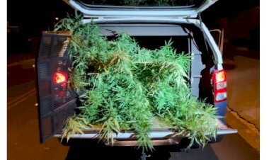 GETAM apreende casal por cultivar plantação de maconha em quintal de casa no MS