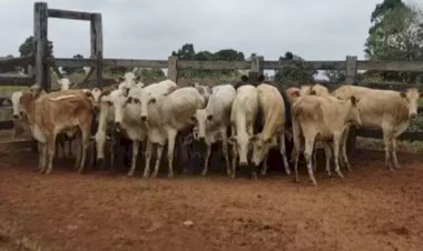 27 cabeças de gado furtadas em fazenda de Corumbá são encontradas em Coxim pela polícia