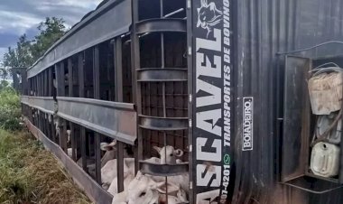 Motorista morre após tombamento de carreta boiadeira na BR-158, em Três Lagoas