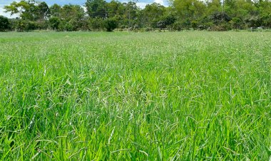Primeira cultivar brasileira de Brachiaria decumbens chega ao mercado