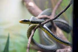 Bombeiros capturam cobra cipó em veículo no MS