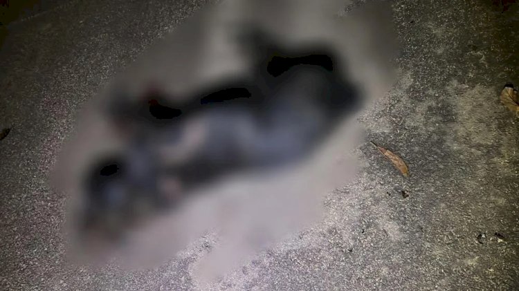 Em Santa Rita do Pardo, condutor arrasta cachorro por 100 metros após atropelamento e foge sem prestar socorro