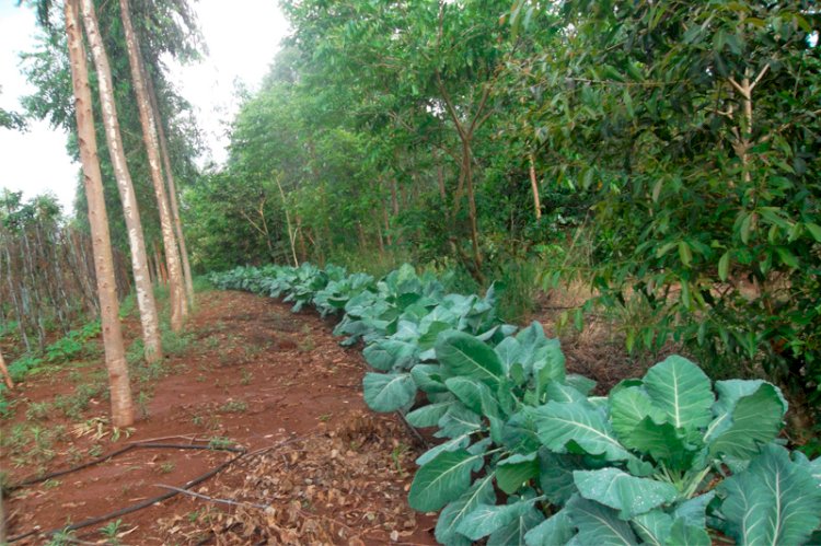 Agraer realiza Dia de Campo de Agrofloresta em Campo Grande nesta quinta