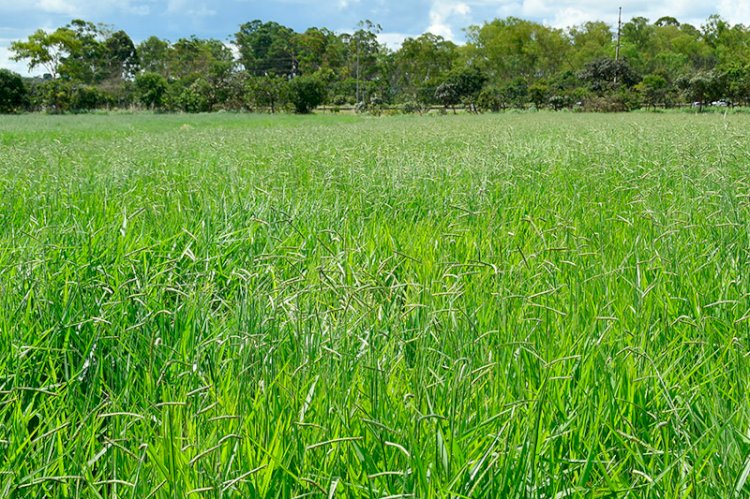Primeira cultivar brasileira de Brachiaria decumbens chega ao mercado