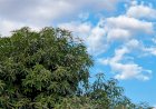 Tem previsão de chuva para Chapadão do Sul neste final de semana