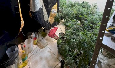 Polícia encontra em Chapadão do Sul estrutura com laboratório e cultivo de maconha